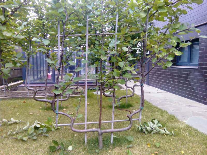 Деревья на шпалерах: компактный сад для небольшого участка
