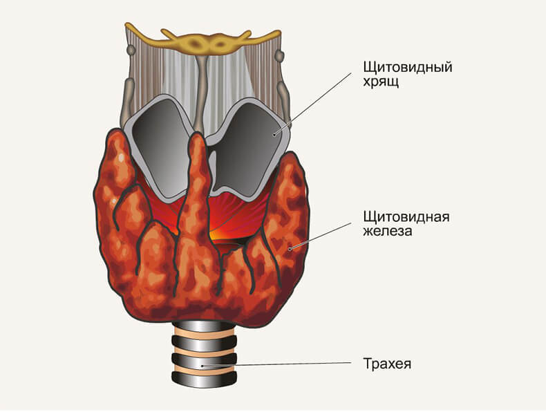 КАК проверить работу ЩИТОВИДНОЙ ЖЕЛЕЗЫ