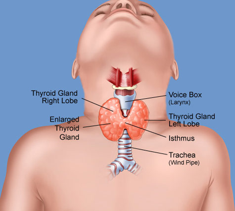 Заболевания ЩИТОВИДНОЙ ЖЕЛЕЗЫ у детей: Тревожные признаки