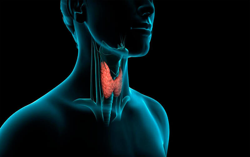 Как запустить по новой работу щитовидки, чтобы ускорить метаболизм 