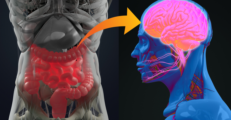 Связь между кишечником и мозгом: что говорят ученые