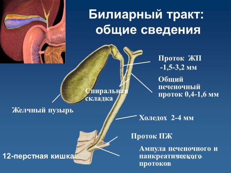 Желчный пузырь: Первые симптомы заболевания