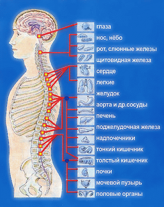 Остеохондроз: Что делать, если болят шея и голова 