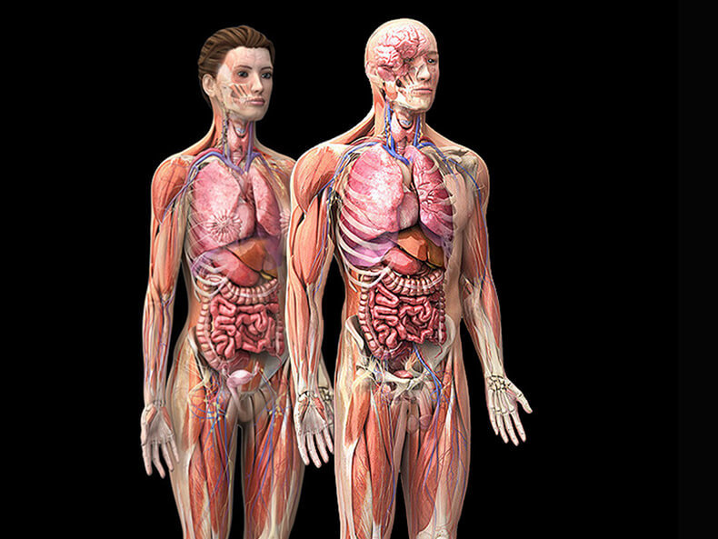 Опущение органов брюшной полости: Упражнения, которые подимут «беглецов» на место