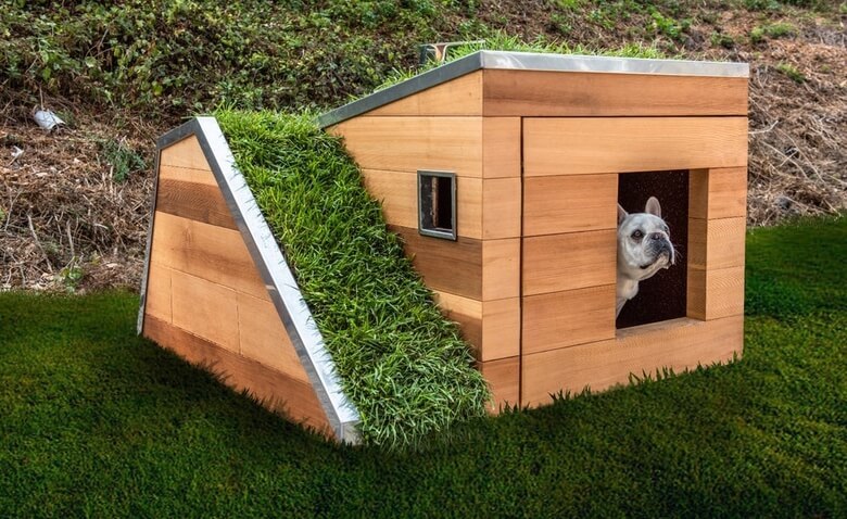Собачья будка с живой крышей
