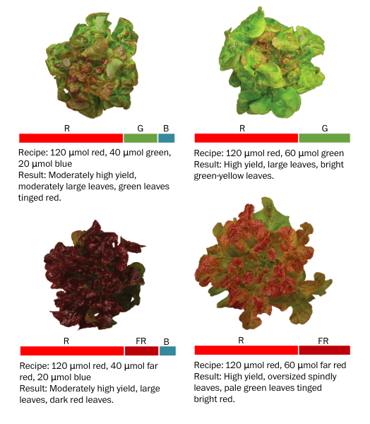 Светодиоды на вертикальной ферме позволяют менять вкус овощей