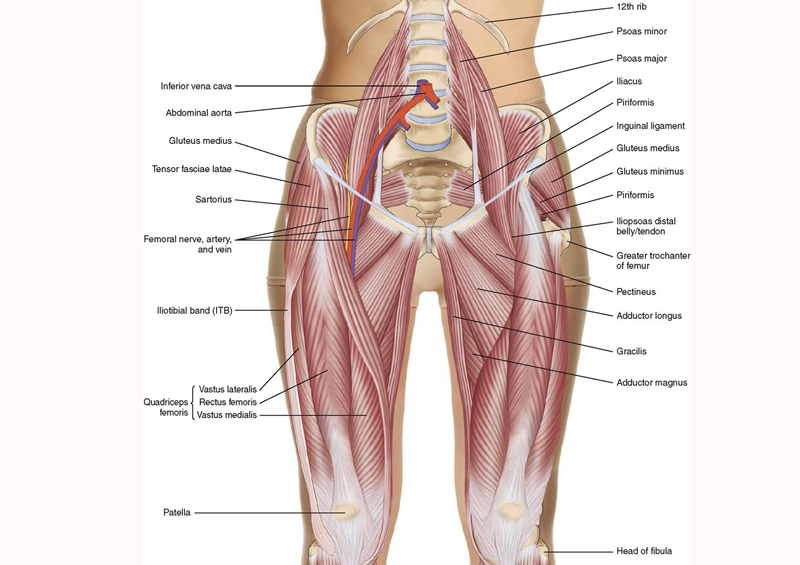 Бедро часть тела человека. Мышцы таза и бедра анатомия. Мышцы связки сухожилия внутренней стороны бедра. Анатомия мышц таза человека. Передние мышцы таза анатомия.
