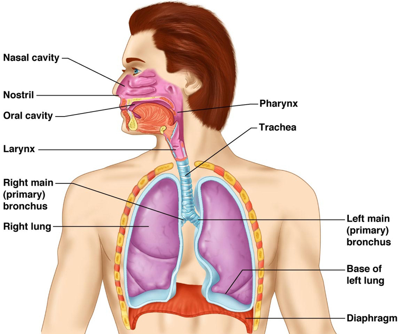 ГОРЕЧЬ во рту: Узнайте какие болезни вызывают горький привкус 