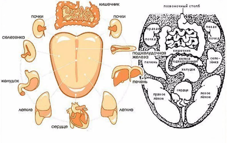 Как связаны зубы и внутренние органы согласно древней китайской методике 