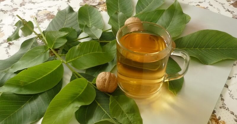 Чай из листьев грецкого ореха для весеннего очищения
