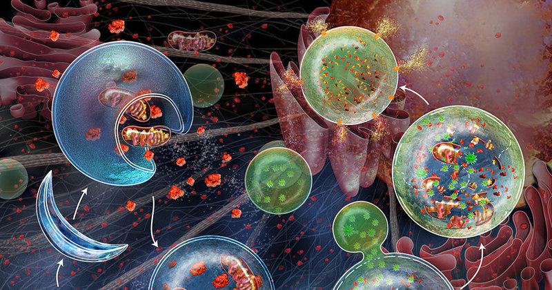 Аутофагия: самоочищение и восстановление организма
