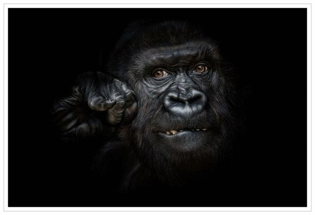 Удивительные фотографии животных  от Manuela Kulpa