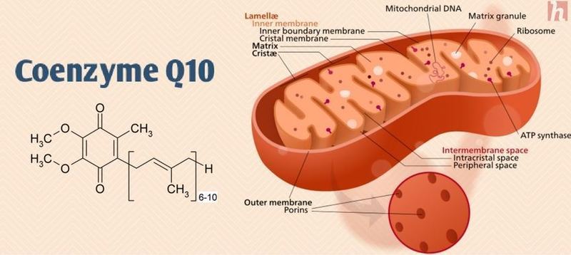 Коэнзим Q10: 22 полезных свойства и дозировки приема