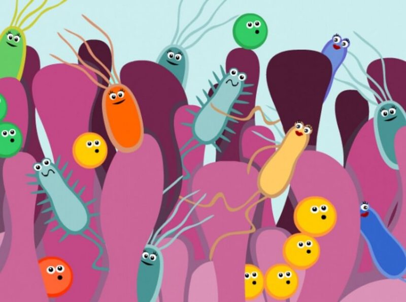 Как бактерии в кишечнике определяют восприимчивость к противораковой терапии