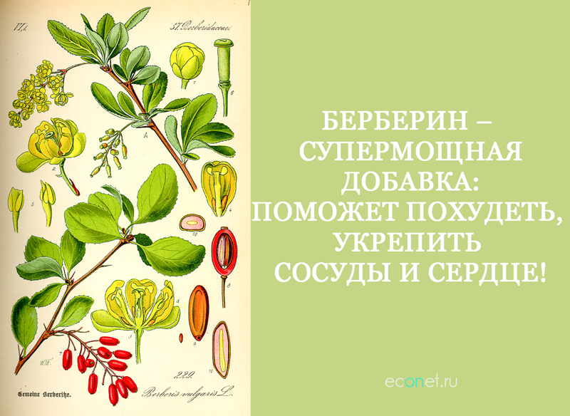 Берберин – супермощная добавка: Поможет похудеть, укрепить сосуды и сердце!