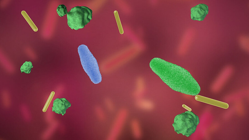Пробиотики: Бактерии, способные отражать рак