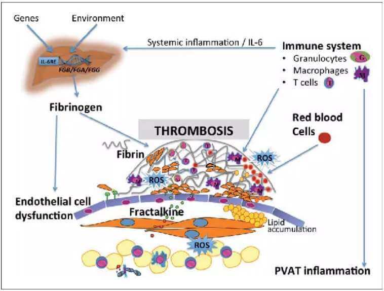 Фибриноген: повышенный и низкий уровень, способы улучшения