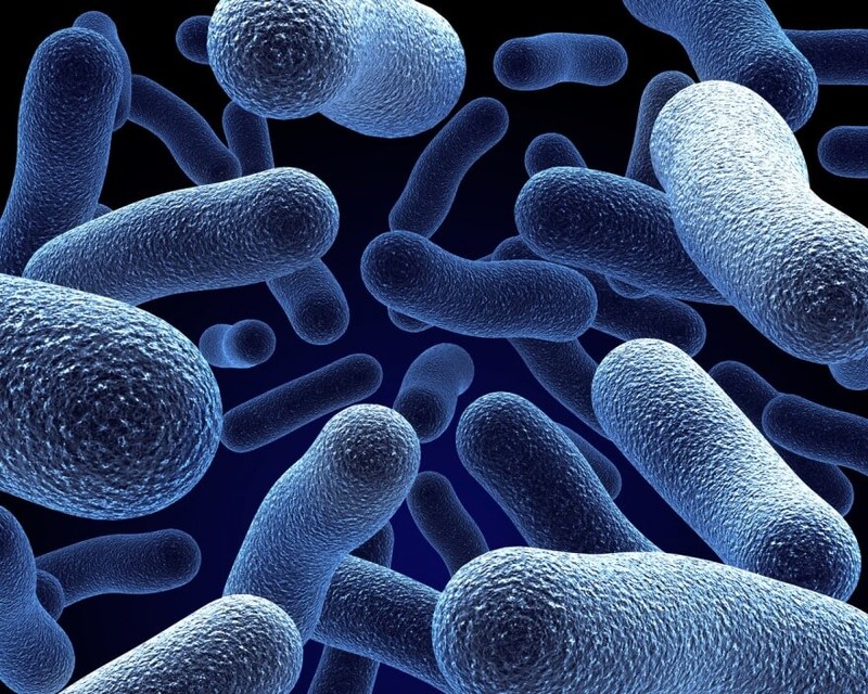 Бактерии и вещества в продуктах питания: Полезные и не очень 