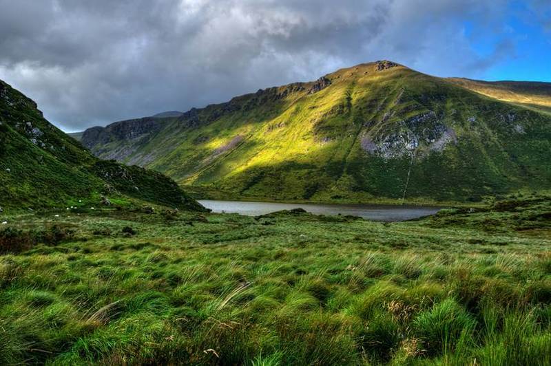 Ирландия посадит 440 миллионов деревьев к 2040 году