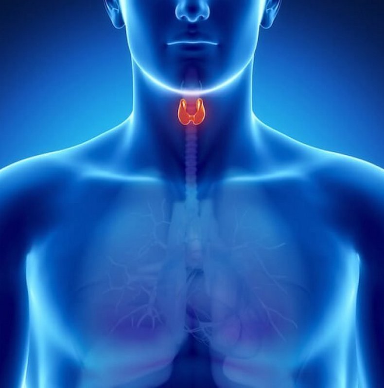 Здоровье щитовидной железы: 8 золотых правил 