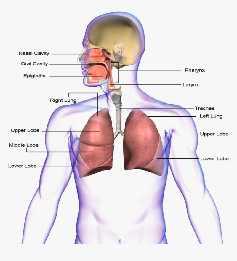 Дыхательные практики на все случаи жизни 
