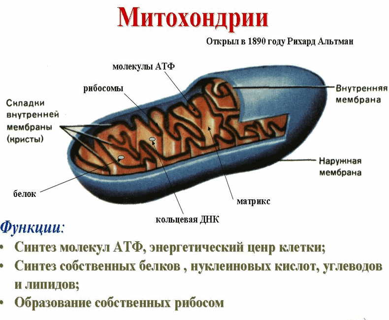 3 научных способа оздоровить митохондрии и продлить себе жизнь