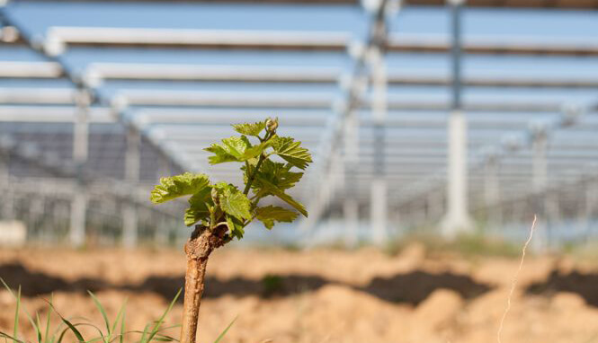 Хороший год для солнца: Агривольтаика в виноградниках