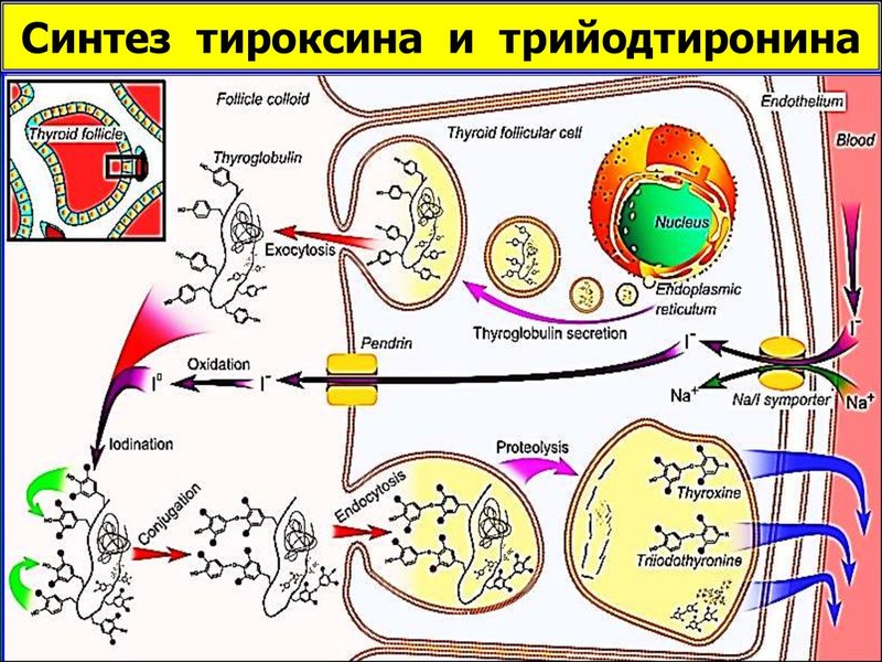 Гормоны щитовидки: как они влияют на здоровье женщины