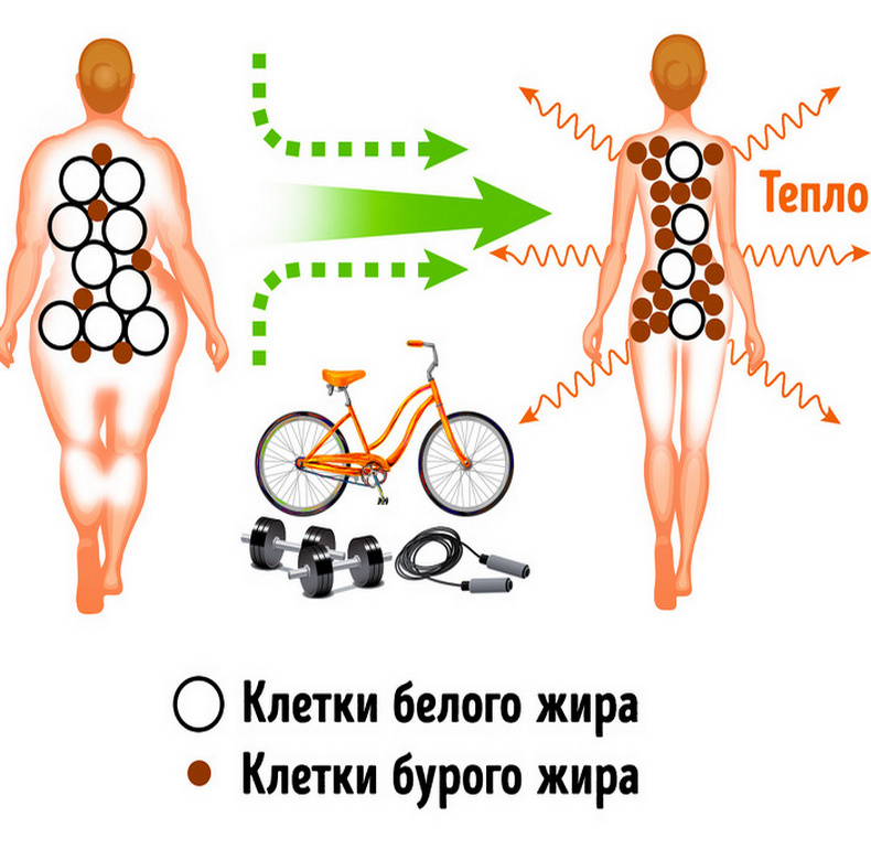 Как похудеть, превратив белый жир в бурый 