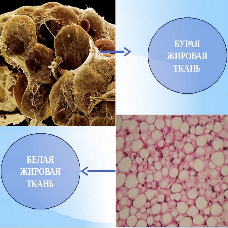 Как похудеть, превратив белый жир в бурый 