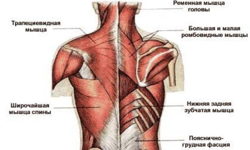 Воспаление лопаточно сустава народные средства. Народные средства для лечения суставов Артроз плечевого сустава: симптомы и лечение в домашних условиях. Лечение боли в суставах народными средствами: как снять боль в суставах.