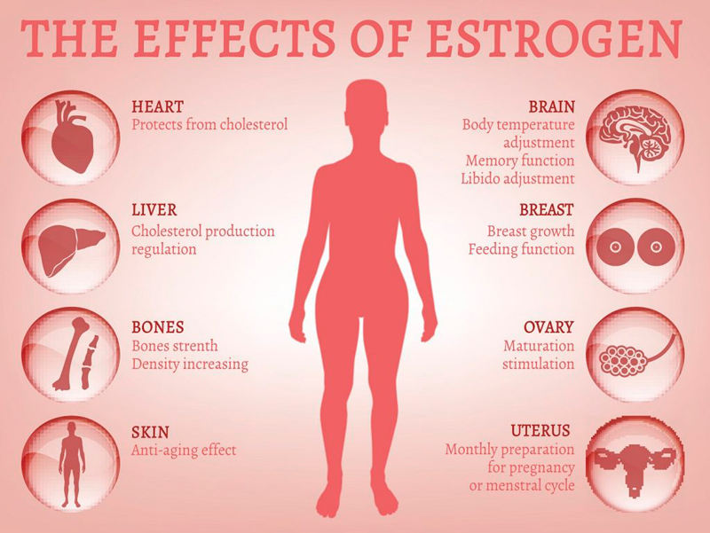 Гормональный фон: Опасность преобладания эстрогенов для женщины