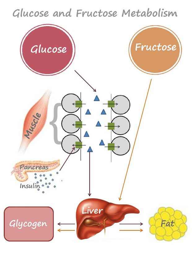Сладкий яд: Как фруктоза приводит к диабету