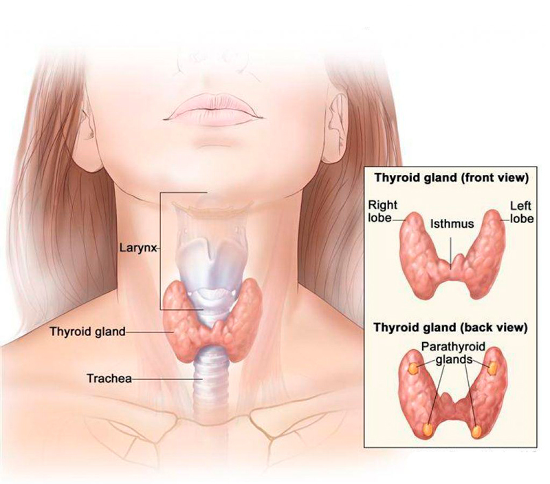 Признаки заболеваний щитовидной железы: когда бить тревогу?