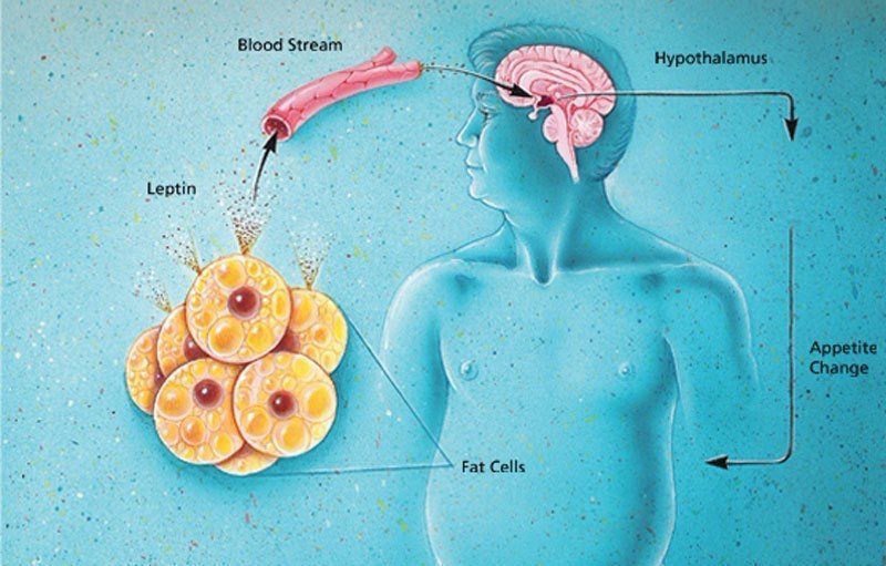 Резистентность к лептину: признаки и лечение