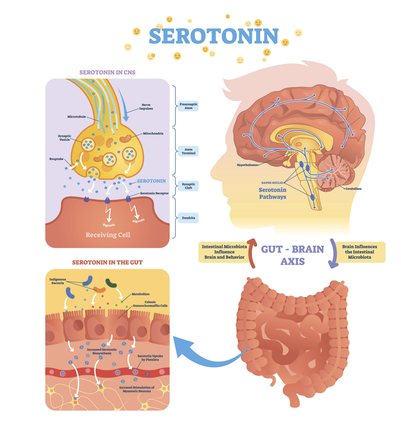 Серотонин: как повысить уровень гормона счастья