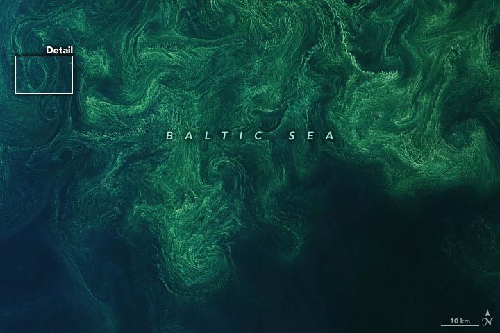 Завораживающее цветение фитопланктона в Балтийском море выглядит невероятно