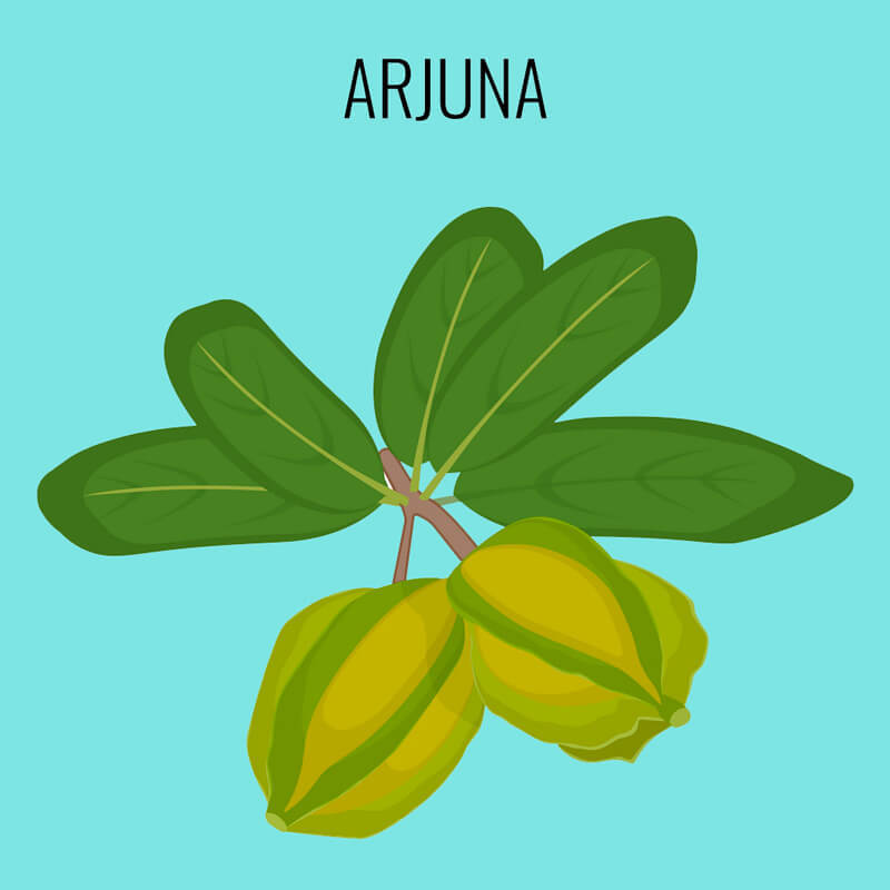 Арджуна: натуральный сердечный тоник