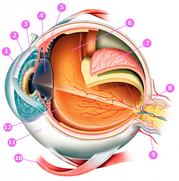 Здоровая печень = здоровые глаза: Как восстановить зрение