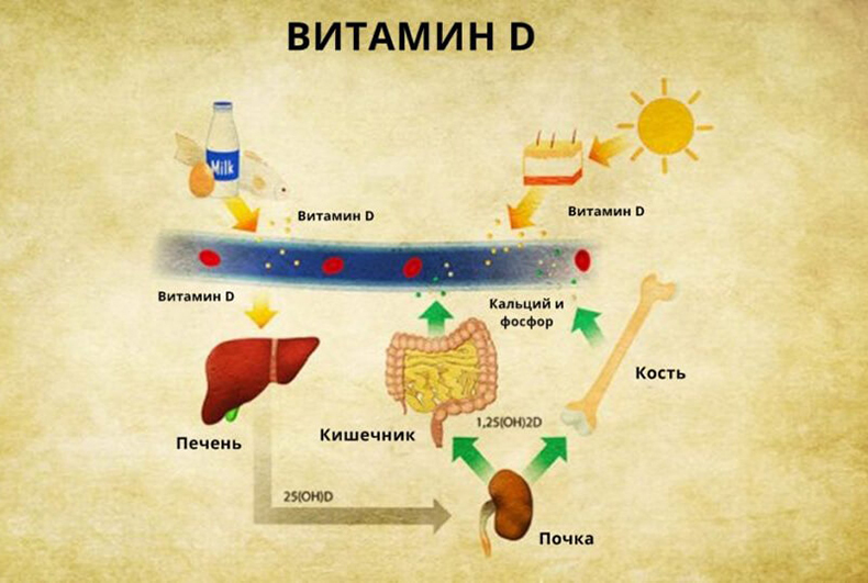 3 способа получить больше витамина D с помощью питания