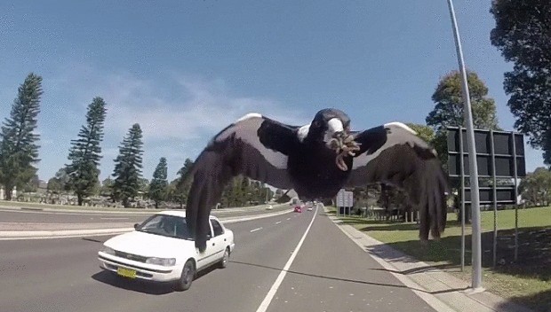 Злобная сорока напала на австралийского велосипедиста ( видео )