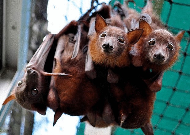 Летучая лисица в австралийском приюте Tolga Bat Hospital