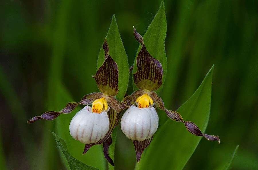 Дикие орхидеи, которые растут рядом  с нами