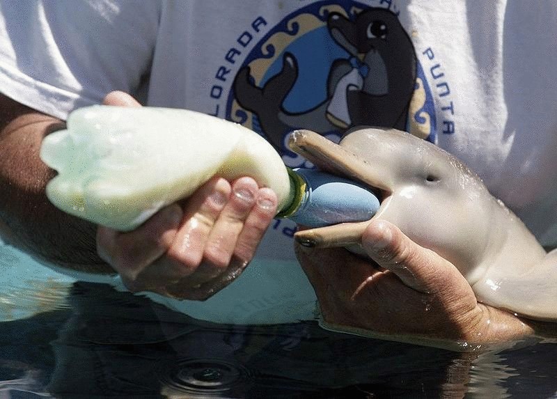 Самые удивительные факты о дельфинах