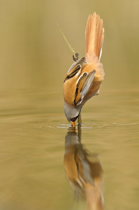 Усатая синица на фотографиях Edwin Kats Усатая синица на фотографиях Edwin Kats