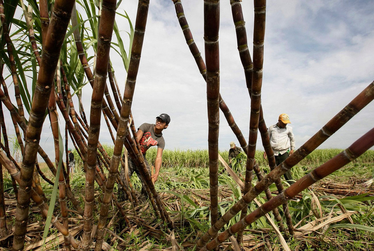 Сахарный тростник производство. Сахарный тростник в Бразилии. Плантация сахарного тростника в Индии. Плантации сахарного тростника на Кубе. Доминиканская Республика сахарный тростник.