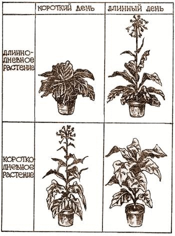 Чувства растений— что и как они видят Чувства растений— что и как они видят