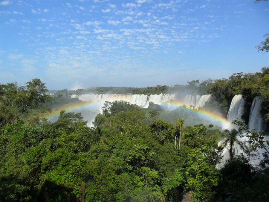 8 реликтовых лесов мира, которые скоро исчезнут