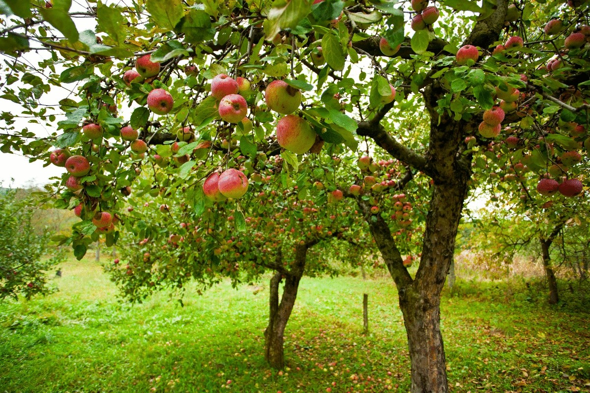 6 основных причин болезней плодовых деревьев