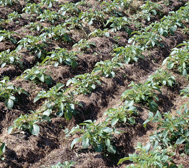Выращивание картофеля под соломой — экономим время и средств!